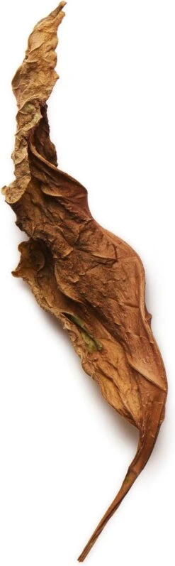 Giorgio Armani Acqua Di Gio Absolu 75ml - Eau De Parfum - Herenparfum 30 Giorgio Armani Acqua Di Gio Absolu 75ml - Eau De Parfum - Herenparfum -Cosmetica Winkel 372x1200